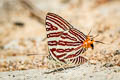 Small Long-banded Silverline Spindasis lohita himalayanus