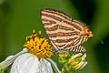 Small Long-banded Silverline Spindasis lohita senama