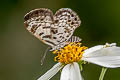 Small Pointed Pierrot Niphanda cymbia cymbia