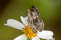 Small Pointed Pierrot Niphanda cymbia cymbia