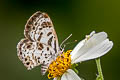 Small Pointed Pierrot Niphanda cymbia cymbia