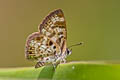 Small Pointed Pierrot Niphanda cymbia cymbia