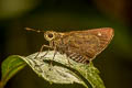 Small-spot Plain Ace Pedesta fusca fusca