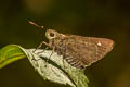 Small-spot Plain Ace Pedesta fusca fusca