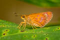 Small-spot Plain Ace Pedesta fusca fusca