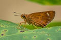 Small-spot Plain Ace Pedesta fusca fusca