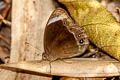 Small White-bar Bushbrown Mycalesis anaxias aemate