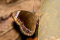 Small White-bar Bushbrown Mycalesis anaxias aemate