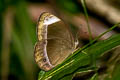 Small White-bar Bushbrown Mycalesis anaxias aemate