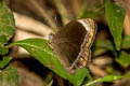 Small White-bar Bushbrown Mycalesis anaxias aemate