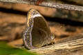 Small White-bar Bushbrown Mycalesis anaxias aemate