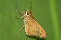 Small Branded Swift Pelopidas mathias mathias