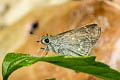 Small Branded Swift Pelopidas mathias mathias