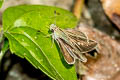 Small Branded Swift Pelopidas mathias mathias