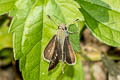 Small Branded Swift Pelopidas mathias mathias