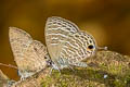 Small Fourline Blue Nacaduba pavana vajuva