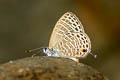 Small Fourline Blue Nacaduba pavana vajuva