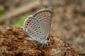 Small Grass Jewel Freyeria putli putli (Least Grass Jewel)