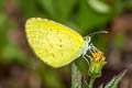 Small Grass Yellow Eurema drona hainana (Broad-bordered Grass Yellow)