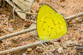 Small Grass Yellow Eurema drona hainana (Broad-bordered Grass Yellow)