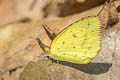 Small Grass Yellow Eurema drona hainana (Broad-bordered Grass Yellow)