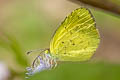 Small Grass Yellow Eurema brigatta hainana (Broad-bordered Grass Yellow)