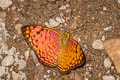 Small Leopard Phalanta alcippe alcippoides