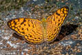 Small Leopard Phalanta alcippe alcippoides