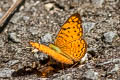 Small Leopard Phalanta alcippe alcippoides