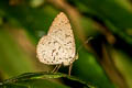 Small Malayan Darkie Allotinus strigatus malayanus