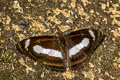 Small Staff Sergeant Athyma zeroca galaesus