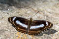 Small Staff Sergeant Athyma zeroca ssp.