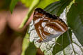 Small Staff Sergeant Athyma zeroca ssp.