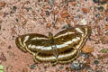 Small Staff Sergeant Athyma zeroca ssp.