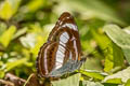 Small Staff Sergeant Athyma zeroca ssp.