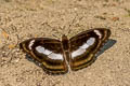 Small Staff Sergeant Athyma zeroca ssp.