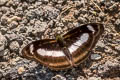 Small Staff Sergeant Athyma zeroca ssp.