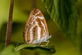 Small Staff Sergeant Athyma zeroca ssp.