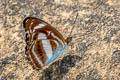 Small Staff Sergeant Athyma zeroca ssp.
