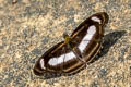 Small Staff Sergeant Athyma zeroca ssp.