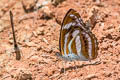 Small Staff Sergeant Athyma zeroca ssp.