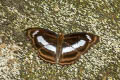 Small Staff Sergeant Athyma zeroca ssp.