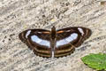 Small Staff Sergeant Athyma zeroca ssp.