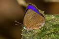 Small Tailless Oakblue Arhopala antimuta antimuta