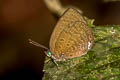 Small Tailless Oakblue Arhopala antimuta antimuta