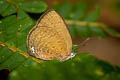 Small Tailless Oakblue Arhopala antimuta antimuta