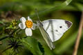 Small White Pieris rapae orientalis