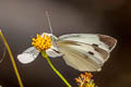 Small White Pieris rapae orientalis