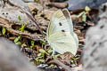 Small White Pieris rapae orientalis