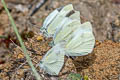 Small White Pieris rapae orientalis